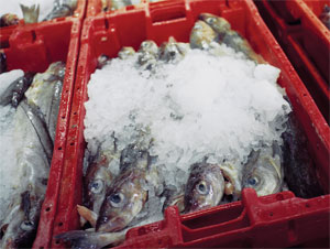 Refrigeration technology for marine systems-Fishing
